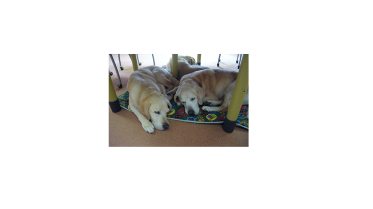 「北海道盲導犬協会」の法人老犬サポート会員を継続しました。
