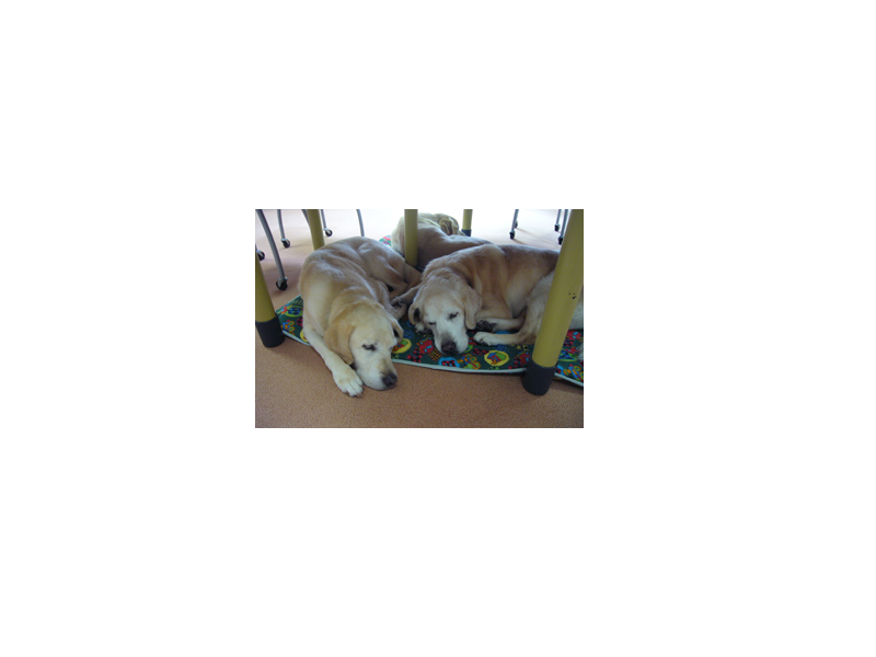 「北海道盲導犬協会」の法人老犬サポート会員を継続しました。