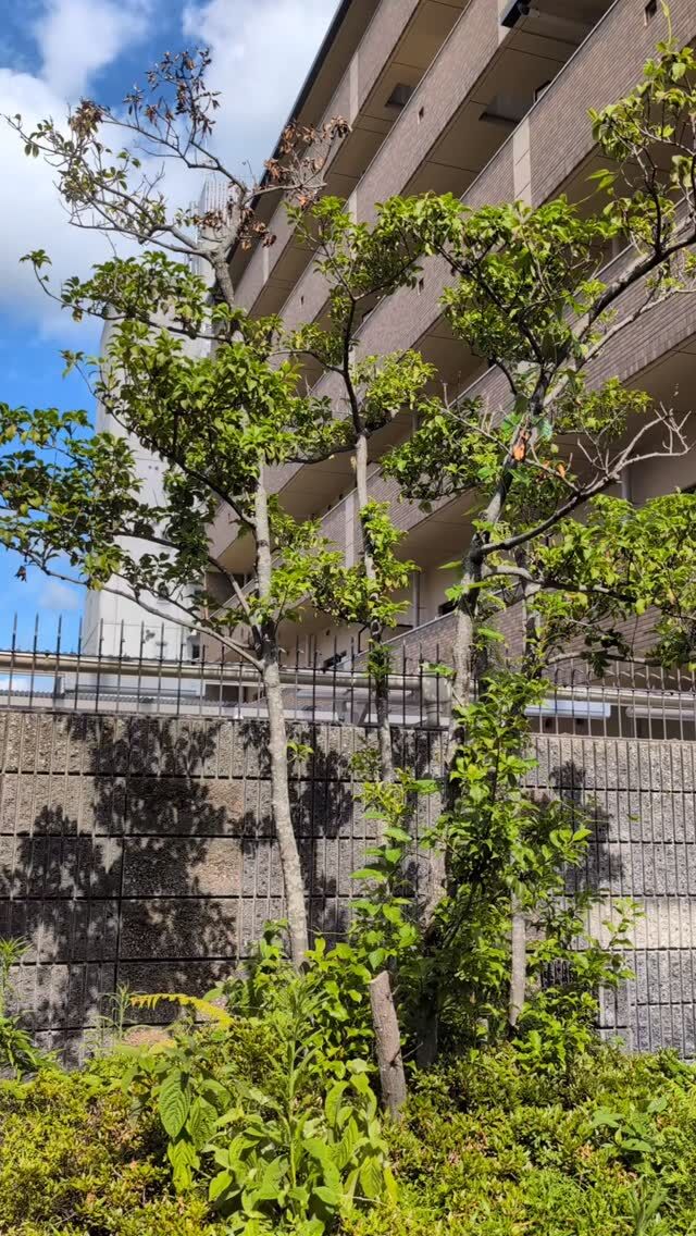 7月の京都。もうすっかり秋ですね。。